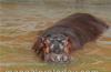 Female Hippo ’Kaveri’ arrives at Pilikula from Bannerghatta